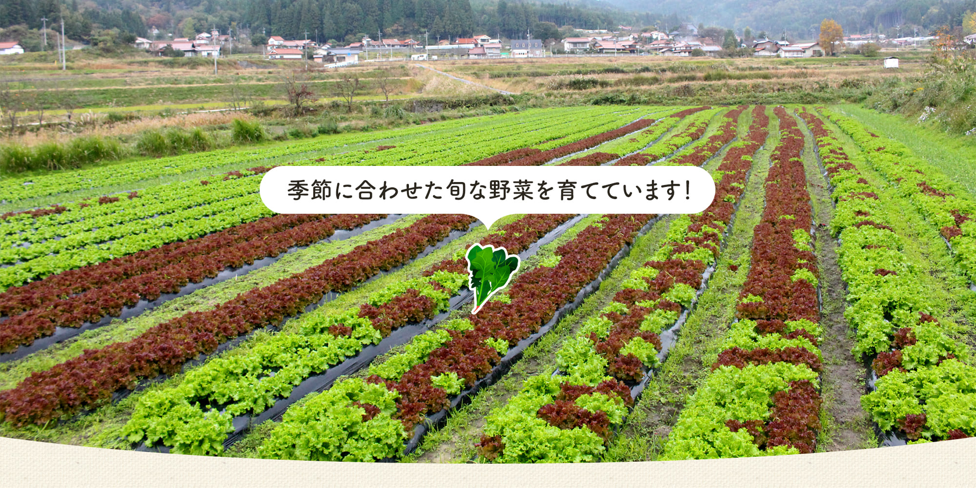 季節に合わせた旬な野菜を育てています！